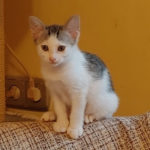 Margherita