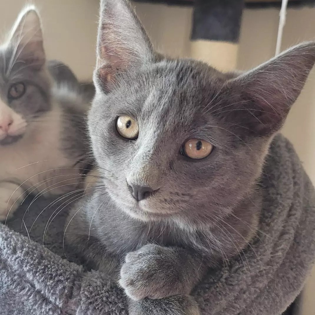 Donaciones GAtitos Potes i Arrels