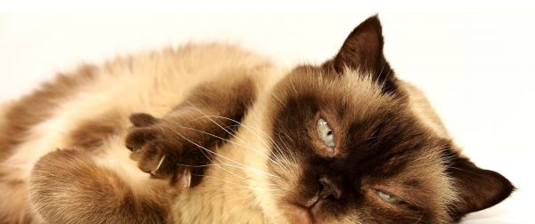 gatos_en_adopcion