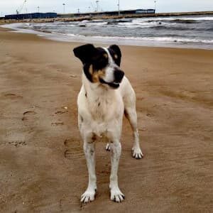 Ares a la platja
