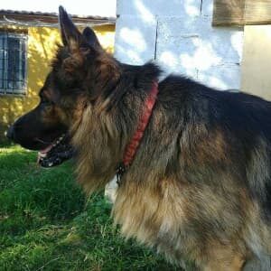 Rex de perfil