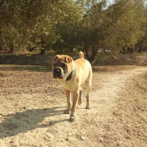 Tobi passejant