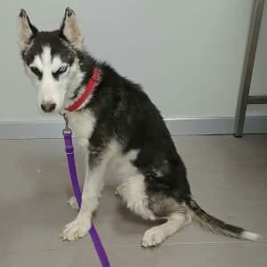 Tobi 1ª visita al vete
