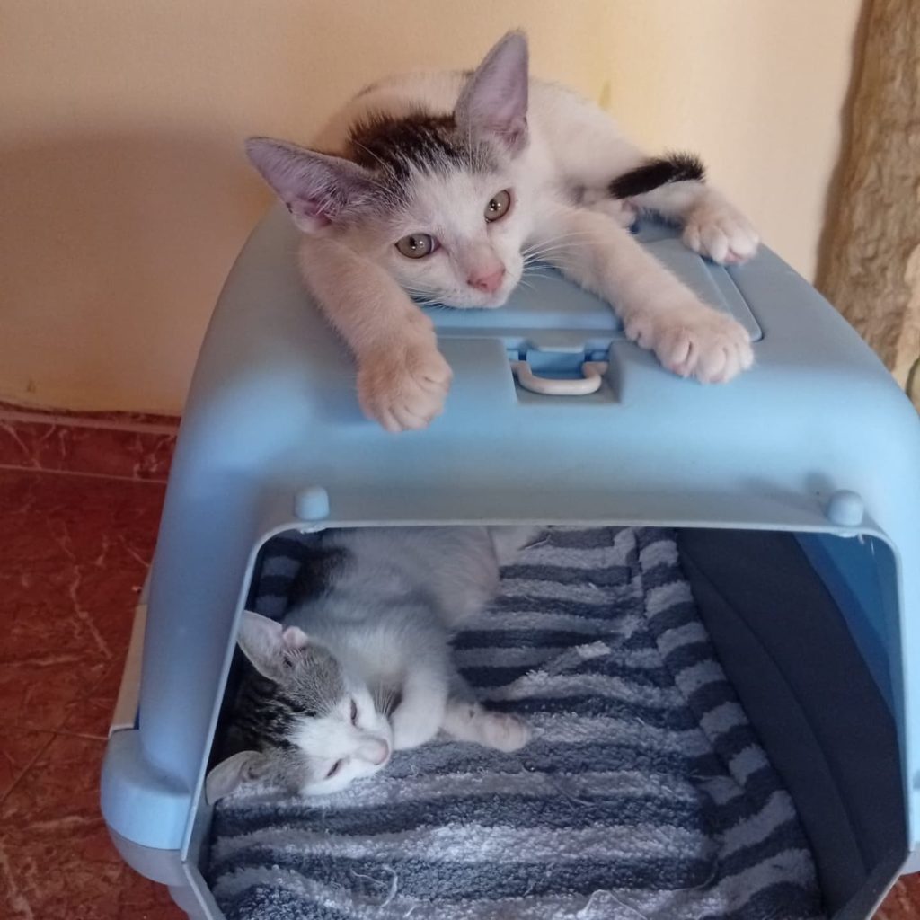 Adoptar GAtos