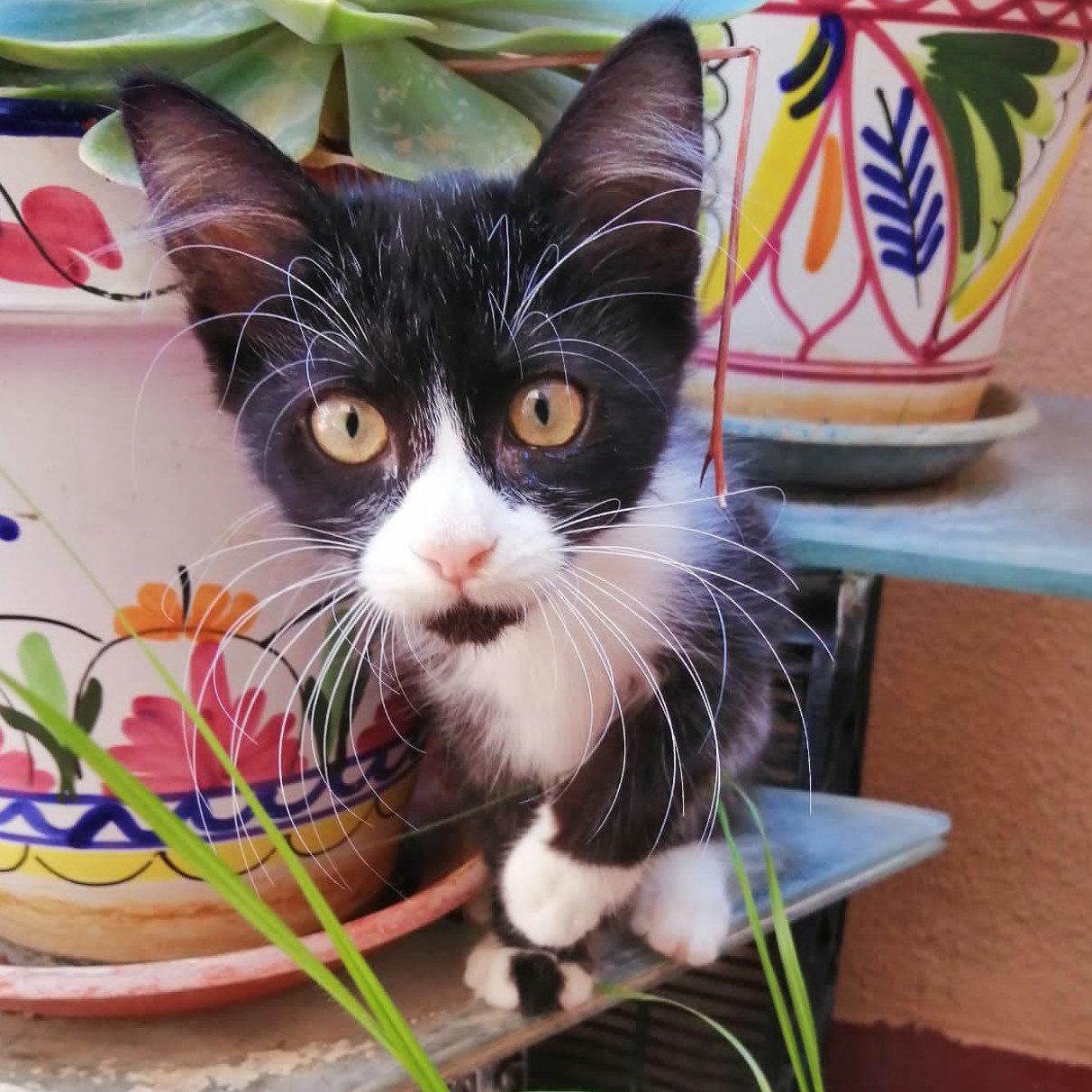 Gatos en adopción