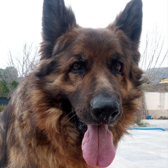 Rex