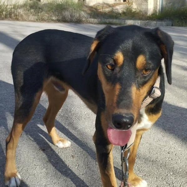 Adoptar Perro