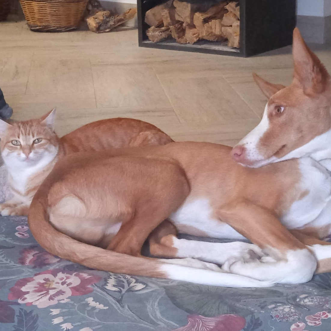 podenco joven en adopción